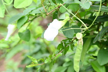 White Clitoria ternatea flower. Its other names  Asian pigeonwings, bluebellvine, blue pea, butterfly pea, cordofan pea and Darwin pea. This  is a plant species belonging to the family Fabaceae.