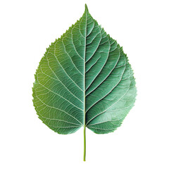 Obraz premium Natural Green Tree Leaf Texture in Close-Up with White Background for Decorative and Design Purposes, on the transparent background