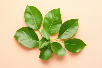 Obraz premium A colorful plant with vibrant green leaves on a bright pink background