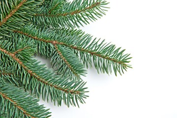 A close-up view of a pine tree branch with needles and cones