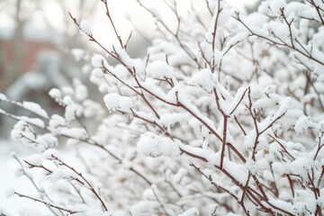 A close-up shot of a bush covered in snow, perfect for winter-themed projects or seasonal designs