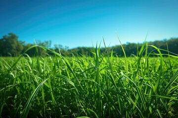 Obraz premium A serene landscape with lush green grass and trees in the background, perfect for use in nature-inspired designs or as a backdrop
