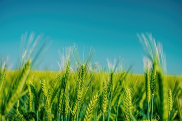 Obraz premium A field of green wheat with a blue sky in the background, suitable for rural or agricultural-themed images