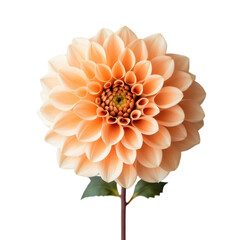 Vibrant Orange Dahlia Flower on a Crisp White Background Perfect for Floral Arrangements and Creative Projects, on the transparent background