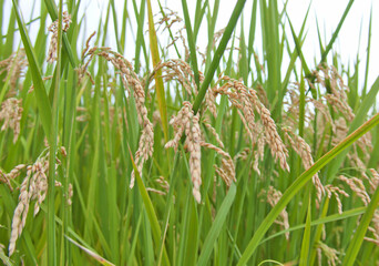 垂れ下がった稲穂