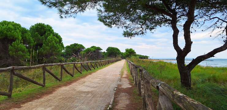 Pedestrian and bicycle path along the sea in the Natural Reserve of Foce del Tagliamento in Bibione in the evening. Panorama.