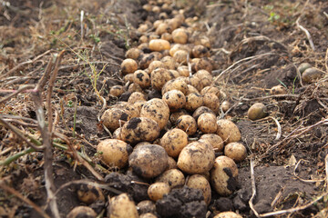 Potato crop is lying on ground. Picking potatoes. Potato tubers are dug out of ground.