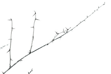 Silhouette of dry prickly branch of gooseberry bush isolated on white