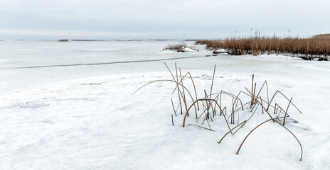 Naklejka premium Dry coastal grass and snow on a winter day, panoramic landscape