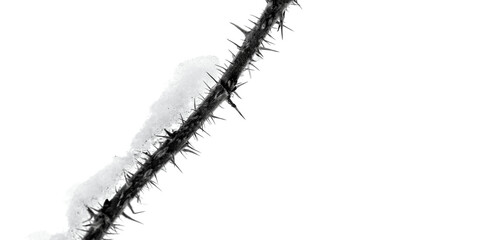 Dry prickly branch of a dog rose bush with snow on it isolated on white