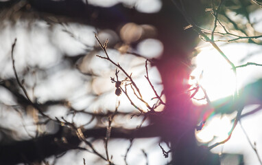 Alder tree branches are in bright sunlight, close up photo