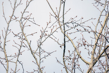 Bare tree branches are under bright blue sky, natural background