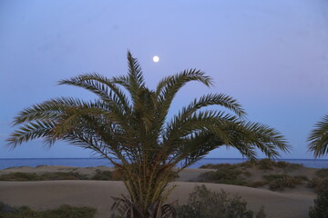 Cocotiers playa del ingles