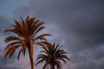 Cocotiers playa del ingles