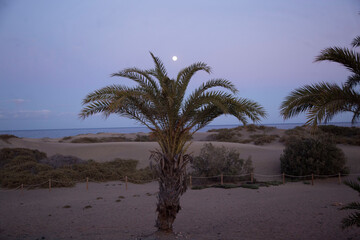 Cocotiers playa del ingles