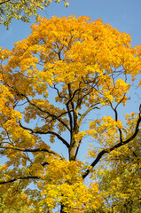 Maple or big tree with yellow and orange foliage against blue clear sky, view from below. Autumn landscape in the park