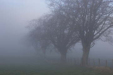 Trees in autumn mist 