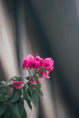 pink flower in the garden