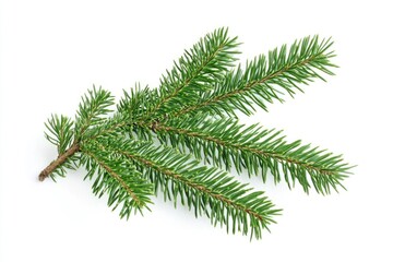 A single fir tree branch on a white background, ideal for minimalist design or nature-inspired projects