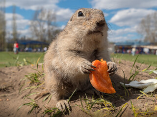 A prairie dog eating a piece of carrot on the grass on city park