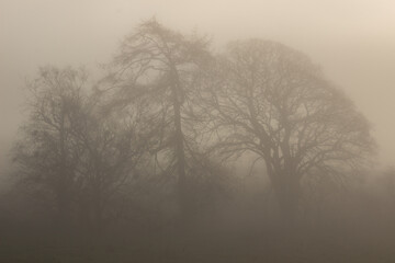 Trees in autumn mist 