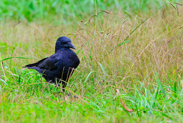 American crow foraging through grass