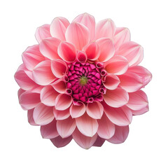 Fototapeta premium Pink dahlia flower isolated on transparent background