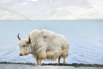 Big white Himalayan yak near the lake