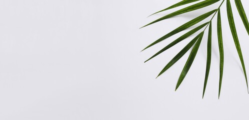 Palm leaf on white background 