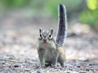 Chipmunk looking at camera with tail up