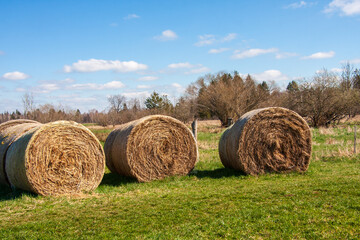 Reihe runder Strohballen auf einer Wiese liegend