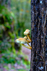 Cluster of Wild Mushrooms Growing on Tree Trunk in Ucieda Forest, Spain