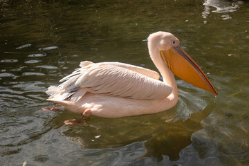 Im Wasser schwimmender Pelikan