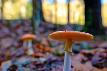 Amanita Muscaria or fly agaric Mushrooms in an oak Forest.