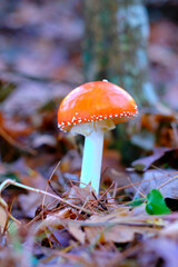 Amanita Muscaria or fly agaric Mushroom in an oak Forest.