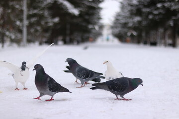 pigeons on the snow