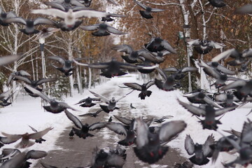 birds in the snow
