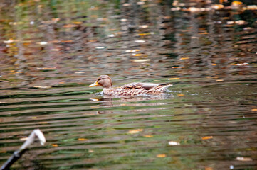 Stockente in natürlicher Umgebung im Herbst