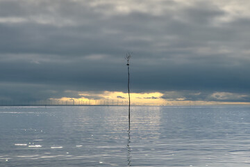 Seascape of stakes marking fishing nets on calm flat Wadden sea