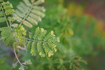 Greens nature golden hour sunset light flowers