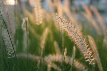 Greens nature golden hour sunset light flowers