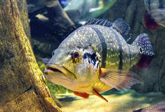 Speckled Pavon, cichla temensis. Giant predatory cichlid from South America