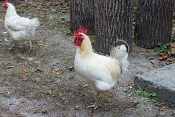 one domestic with a red comb aggressive beautiful important with a yellow beak and sharp paws white with feathers and a tail rooster stands on the ground near a chicken during the day outside