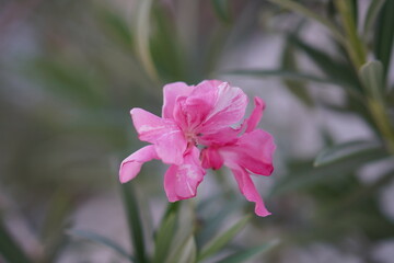 Greens nature golden hour sunset light flowers