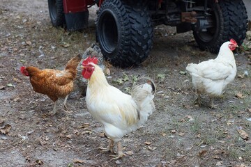 one domestic with a red comb aggressive beautiful important with a yellow beak and sharp paws white with feathers and a tail rooster stands on the ground near hens during the day on the street