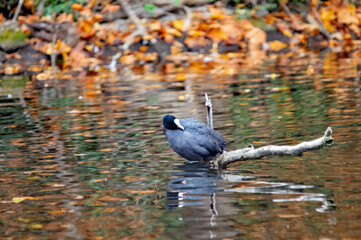 Blässhuhn sitzt auf einem Ast im Wasser