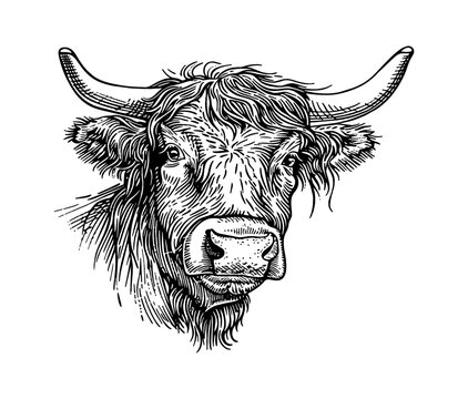 recommend clip art: scottish highland cow engraving black and white outline