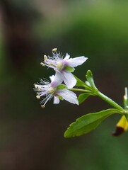 bee on flower