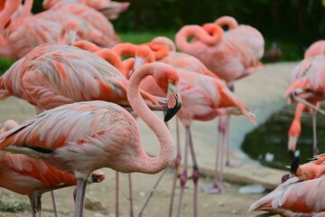 Vibrant pink flamingos by a pond