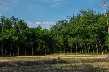Obraz premium landscape of rice in dry fields with a dense backdrop of rubber trees against a blue sky